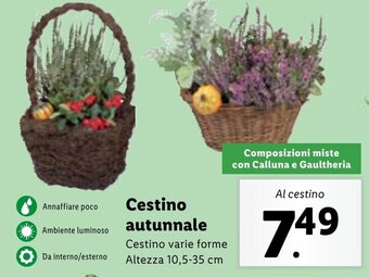 Lidl Cestino autunnale Altezza 10,5-35 cm offerta