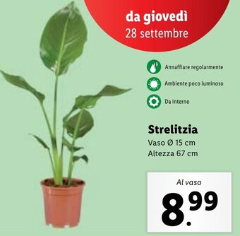 Lidl Strelitzia Vaso Ø 15 cm Altezza 67 cm offerta