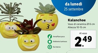 Lidl Kalanchoe Vaso di ceramica Ø 6 cm Altezza 10-15 cm offerta