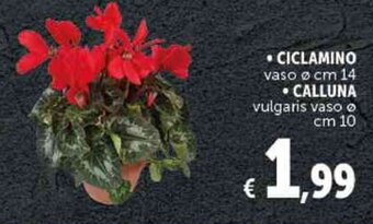 Deco Supermercati CICLAMINO vaso ø cm 14 offerta