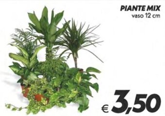 PIANTE MIX vaso 12 cm