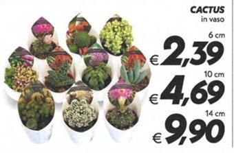 Iper Super Conveniente CACTUS 6 cm offerta