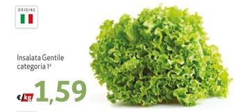 Maxi Family Insalata Gentile offerta