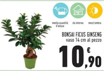 Conad BONSAI FICUS GINSENG vaso 14 cm al pezzo offerta