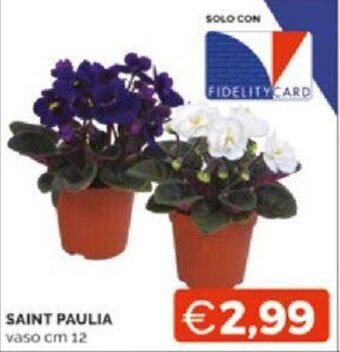 Mercatò SAINT PAULIA vaso cm 12 offerta