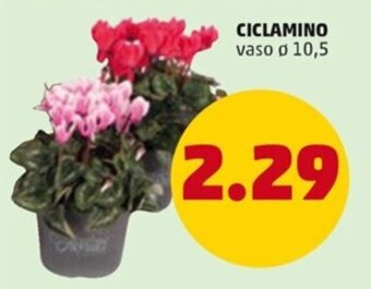 PENNY CICLAMINO vaso ø 10,5 offerta