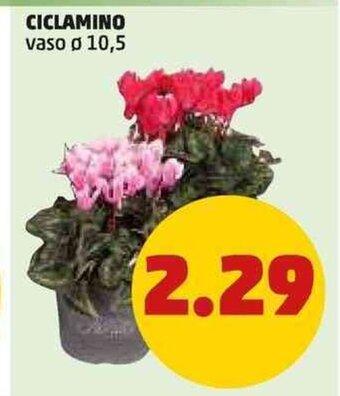 PENNY CICLAMINO offerta