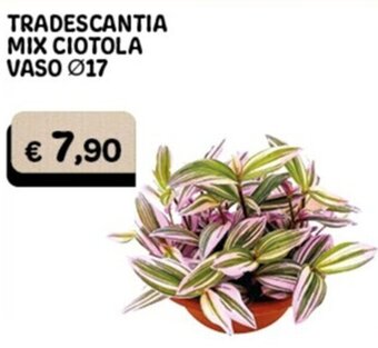 TRADESCANTIA MIX CIOTOLA VASO Ø17