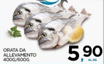 ORATA DA ALLEVAMENTO 400G/600G