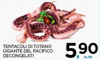 TENTACOLI DI TOTANO GIGANTE DEL PACIFICO DECONGELATI