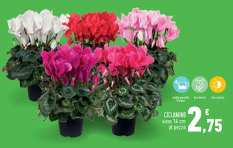 CICLAMINO vaso 14 cm al pezzo