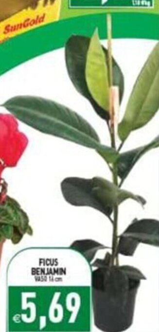 Supermercati Agorà FICUS BENJAMIN offerta