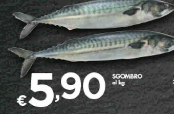 Sgombro