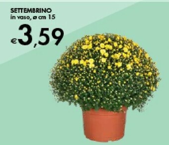 Bennet Settembrino In Vaso offerta