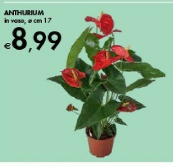 Bennet Anthurium In Vaso offerta