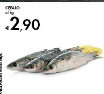 Cefalo