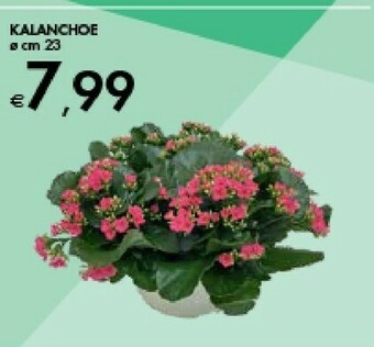 Bennet Kalanchoe offerta