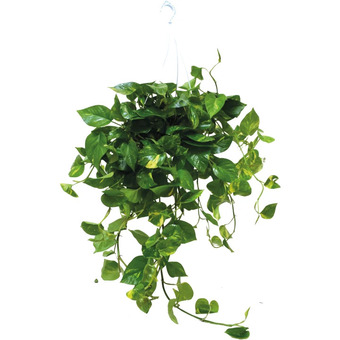Pothos in basket