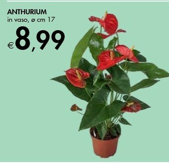 Bennet Anthurium offerta