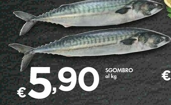 Bennet Sgombro offerta