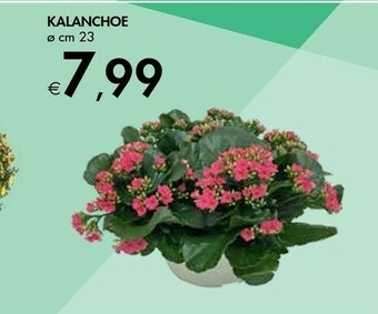 Bennet Kalanchoe offerta