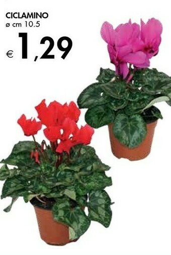 Bennet Ciclamino offerta