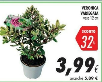 Coop Piante offerta