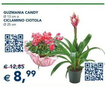 Esselunga Guzmania Candy offerta