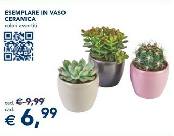 Esselunga Microsoft Esemplare In Vaso Ceramica offerta