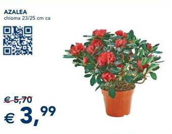Esselunga Azalea offerta