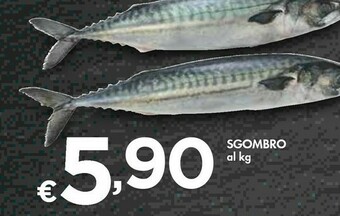 Bennet Sgombro offerta