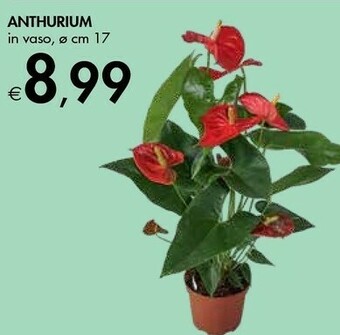 Bennet Anthurium In Vaso offerta