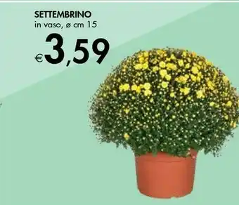 Bennet Settembrino In Vaso offerta