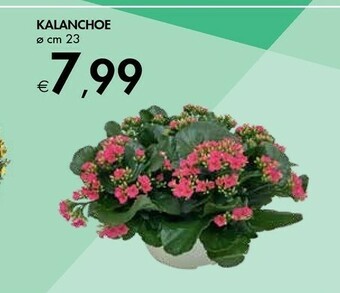 Bennet Kalanchoe offerta