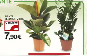 Coop Piante Verdi E Fiorite offerta