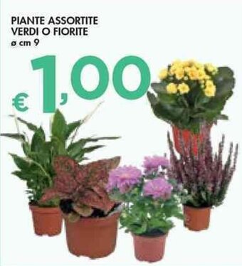 Bennet PIANTE ASSORTITE VERDI O FIORITE Ø cm 9 offerta