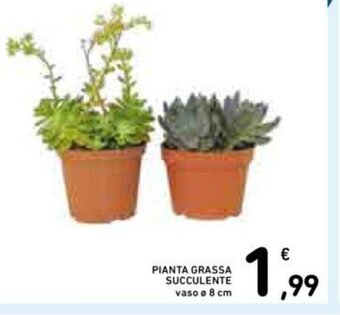 Conad PIANTA GRASSA SUCCULENTE vaso Ø 8 cm offerta
