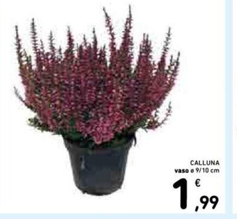 Conad CALLUNA vaso Ø 9/10 cm offerta