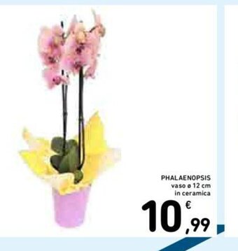 Conad PHALAENOPSIS vaso Ø 12 cm offerta