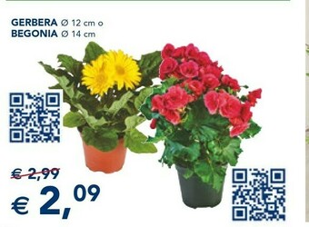 Gerbera