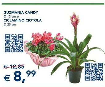 Esselunga Guzmania Candy offerta