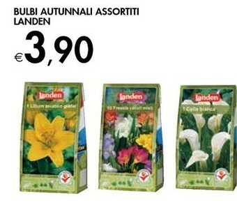 Bennet Landen Bulbi Autunnali offerta