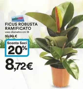 Coop Ficus Robusta Ramificato offerta