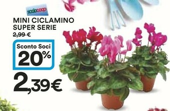 Coop Mini Ciclamino Super Serie offerta