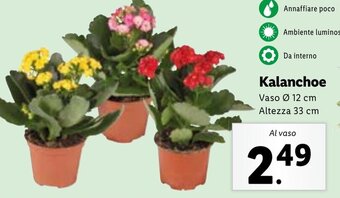 Lidl Kalanchoe offerta