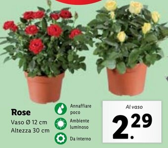 Lidl Rose offerta