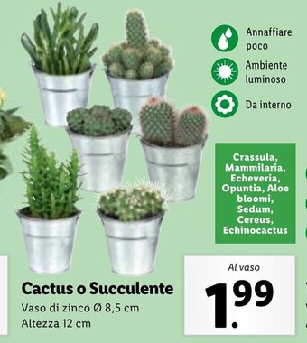 Lidl Cactus o Succulente offerta