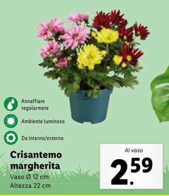 Lidl Crisantemo margherita offerta