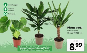 Lidl Piante verdi offerta