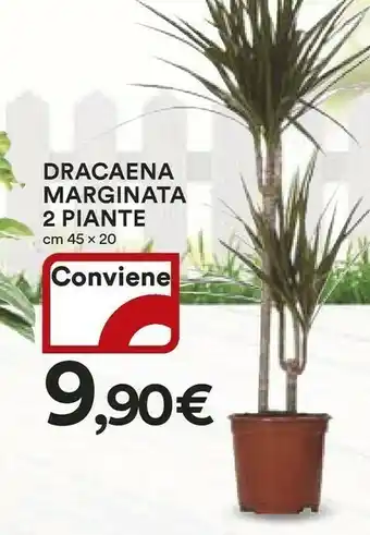 Ipercoop Dracaena Marginata 2 Piante offerta